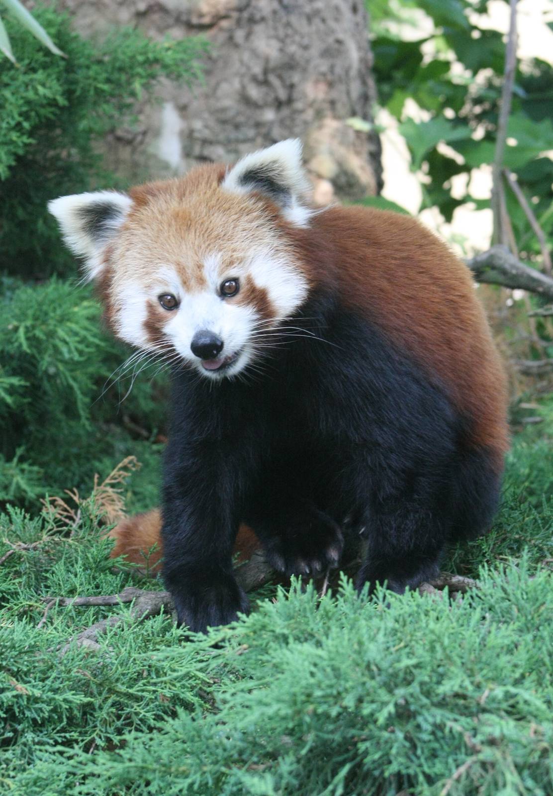 Red Panda.
