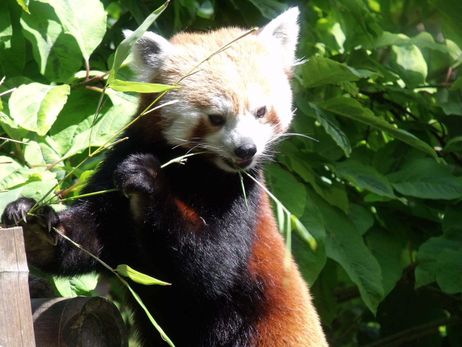 Red Panda