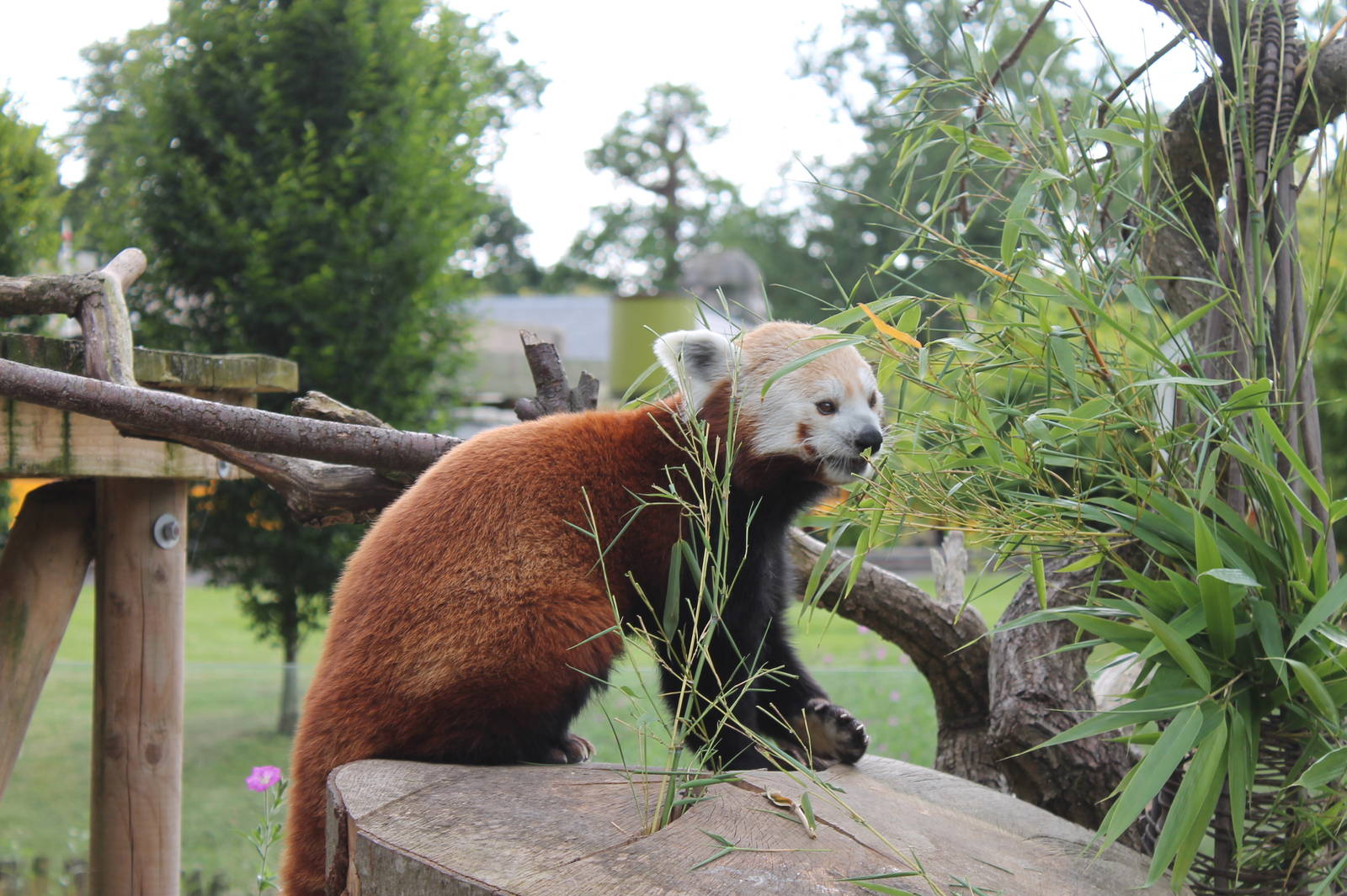 Red Panda