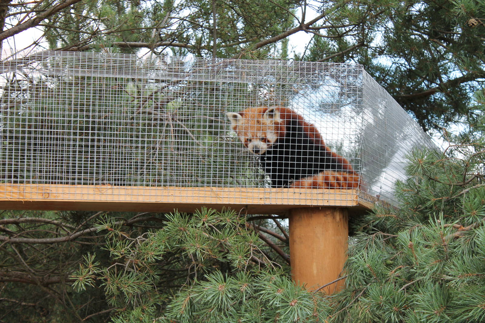 Red Panda