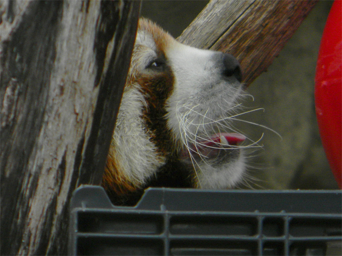 Red panda