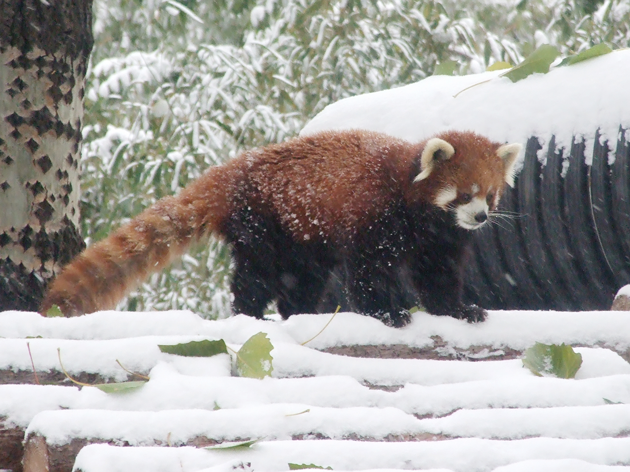 red panda