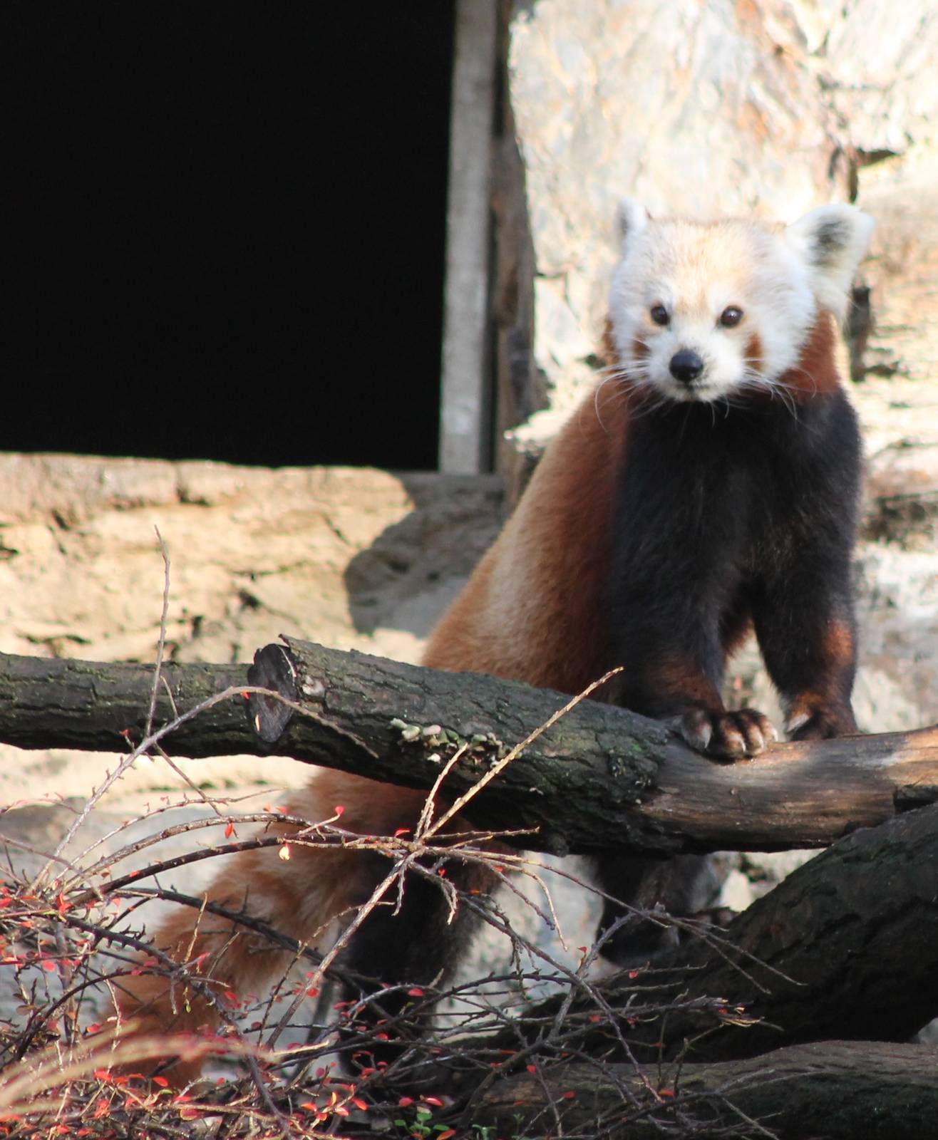 Red panda
