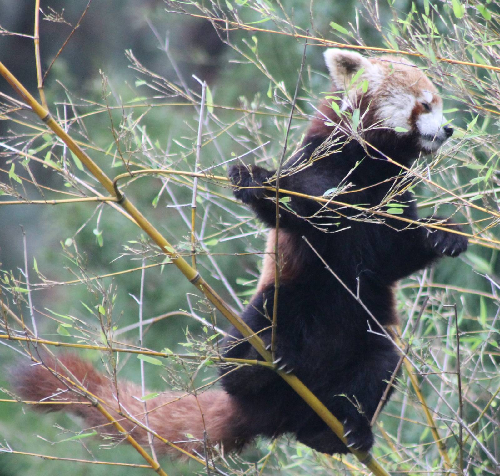 Red panda