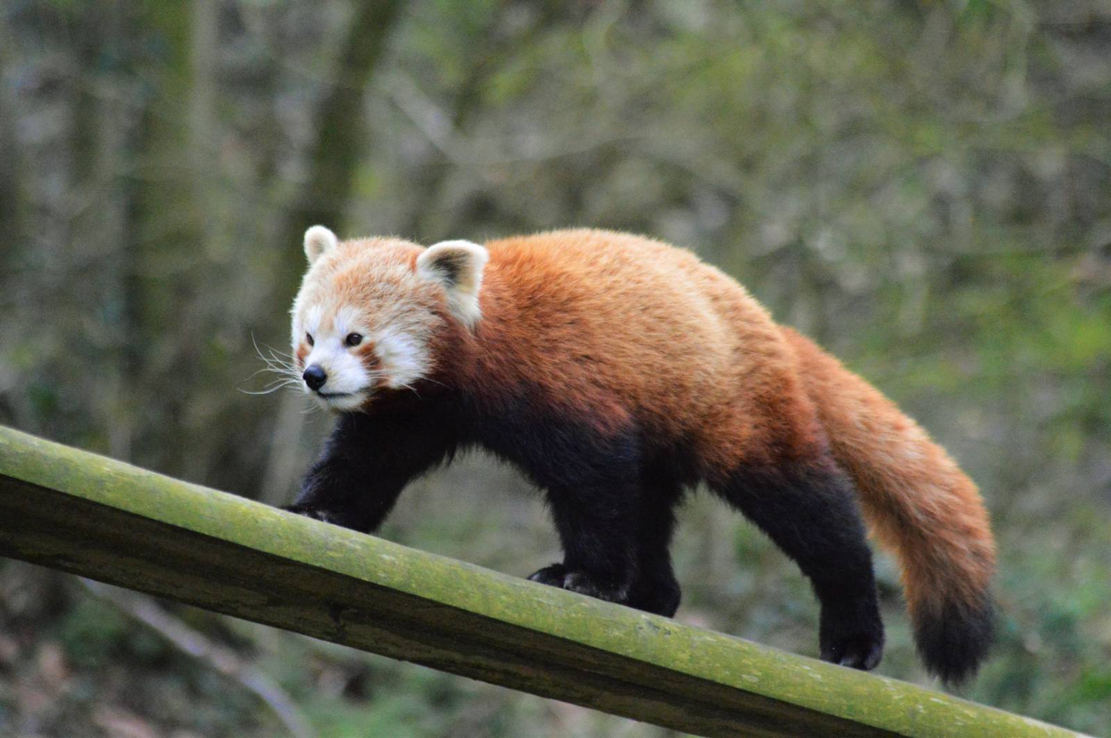 Red panda