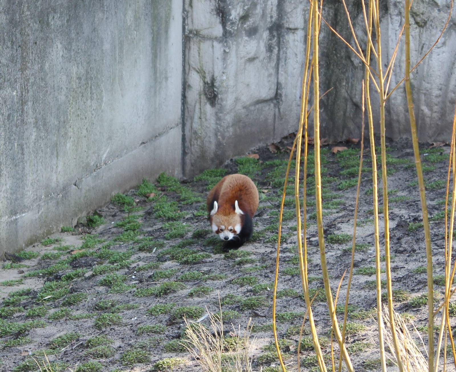 Red panda