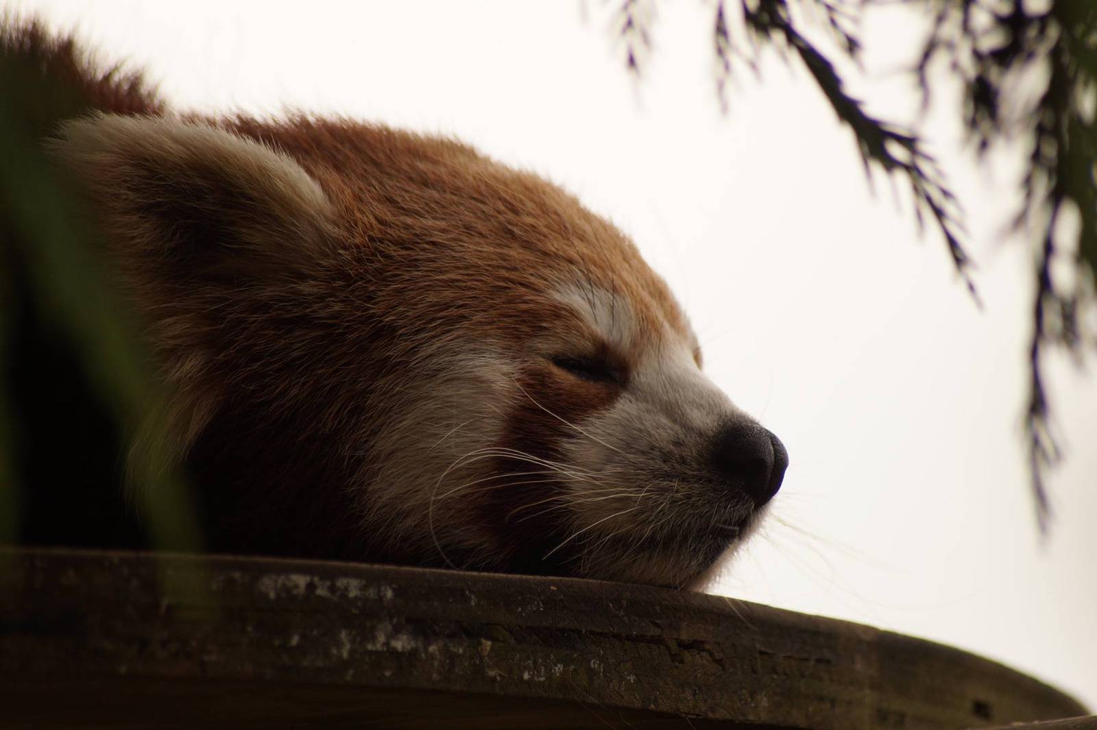Red Panda