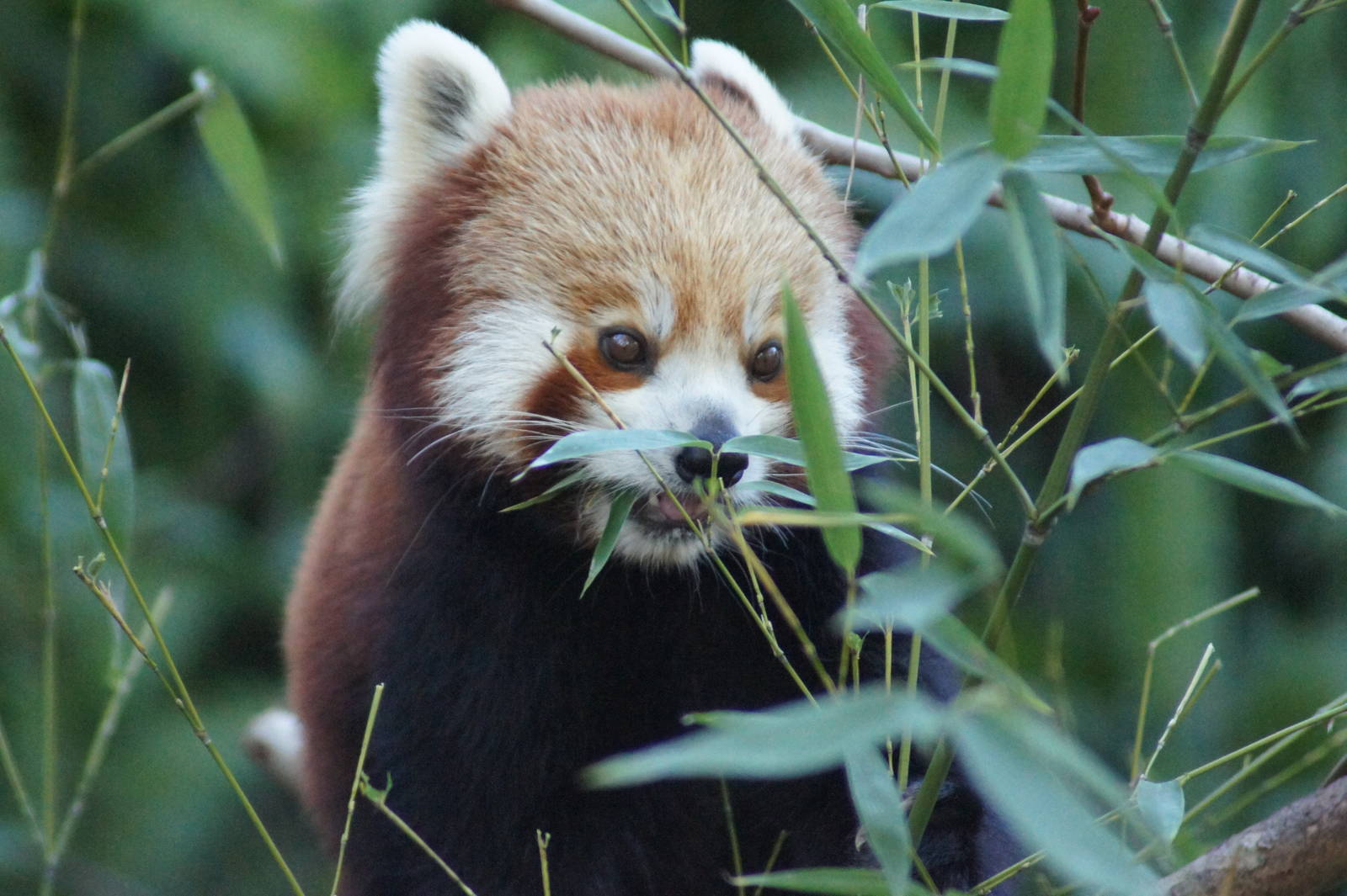 Red panda
