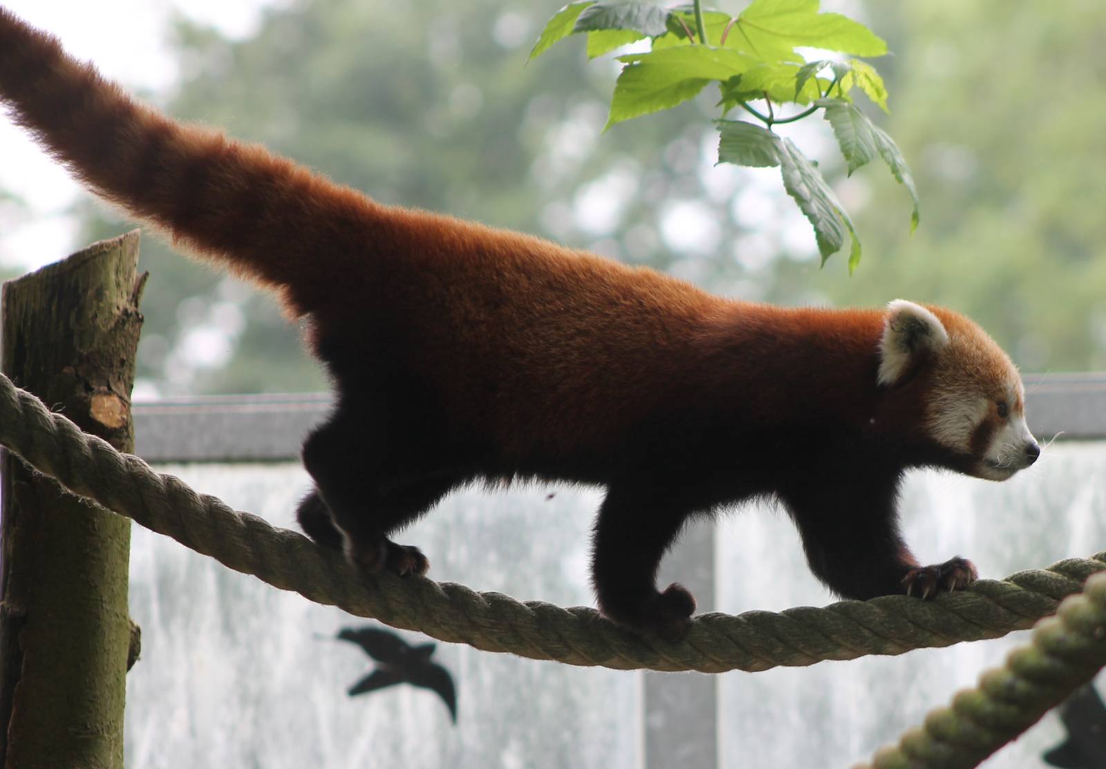 Red panda