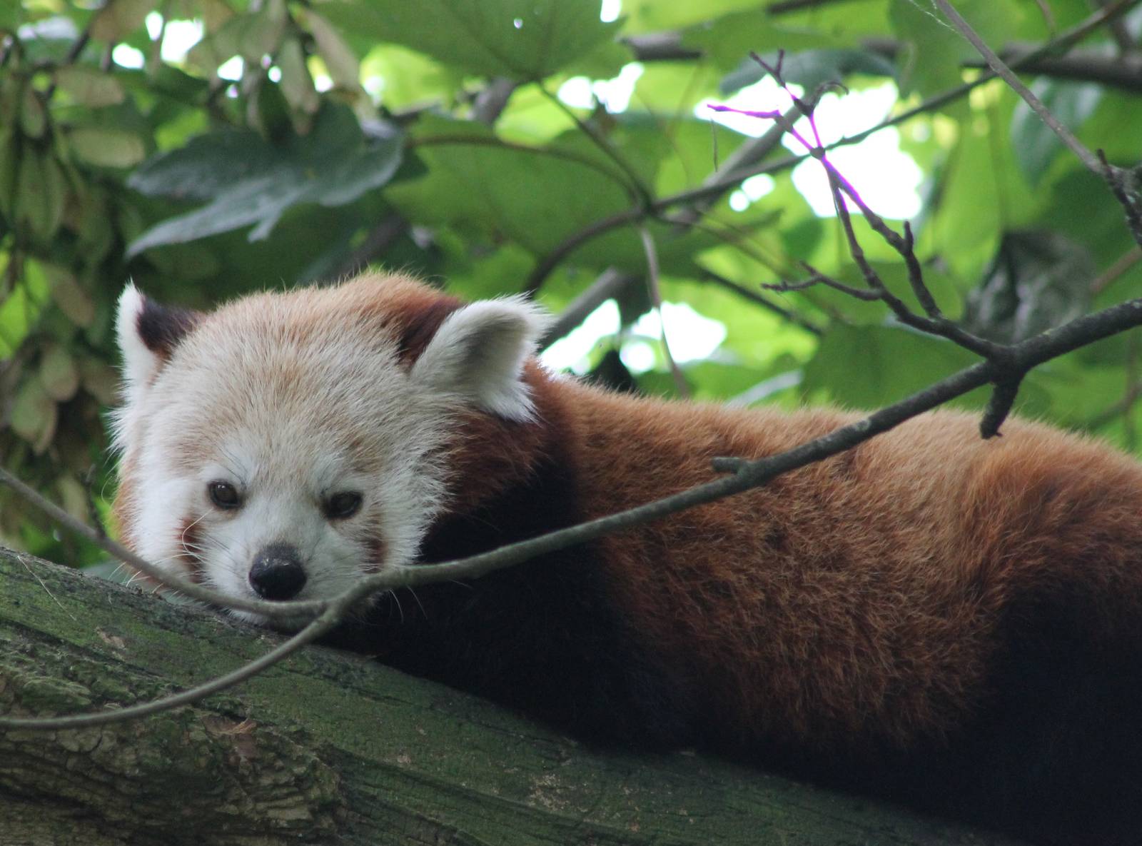 Red panda