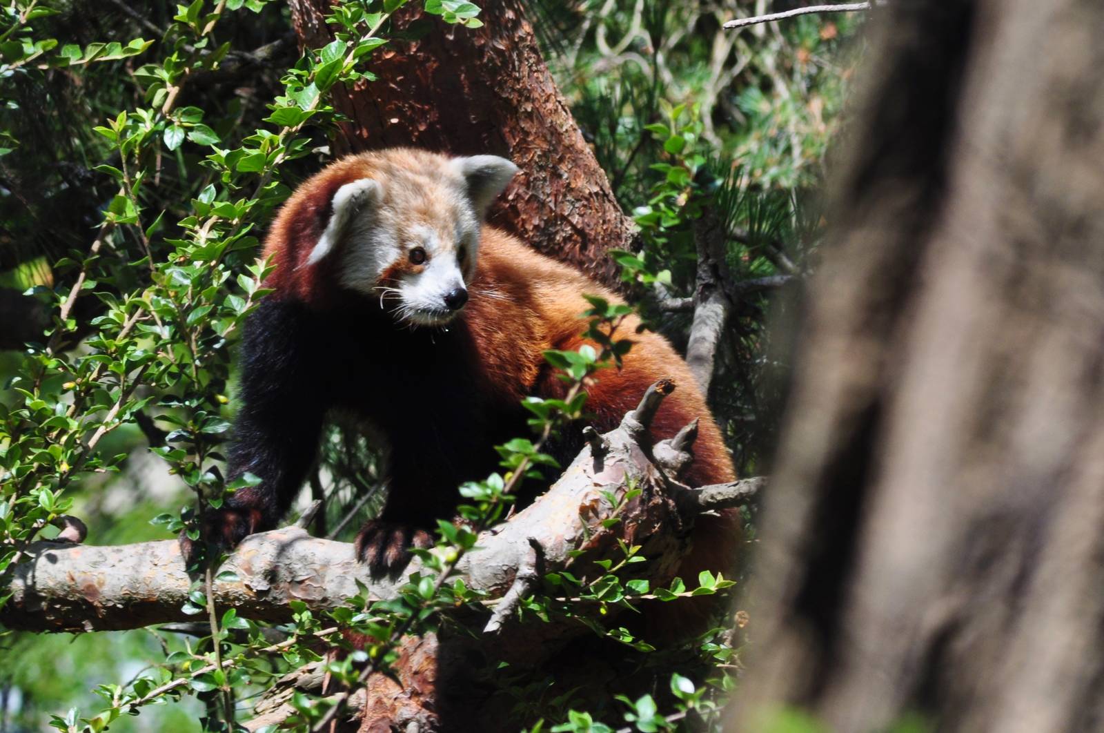 Red Panda