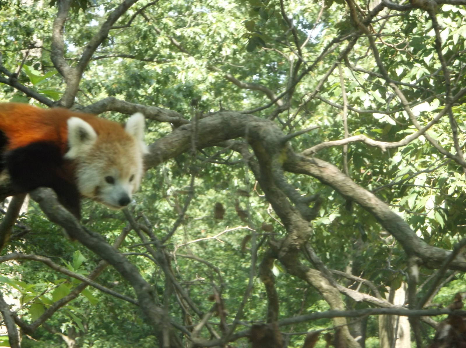 Red Panda