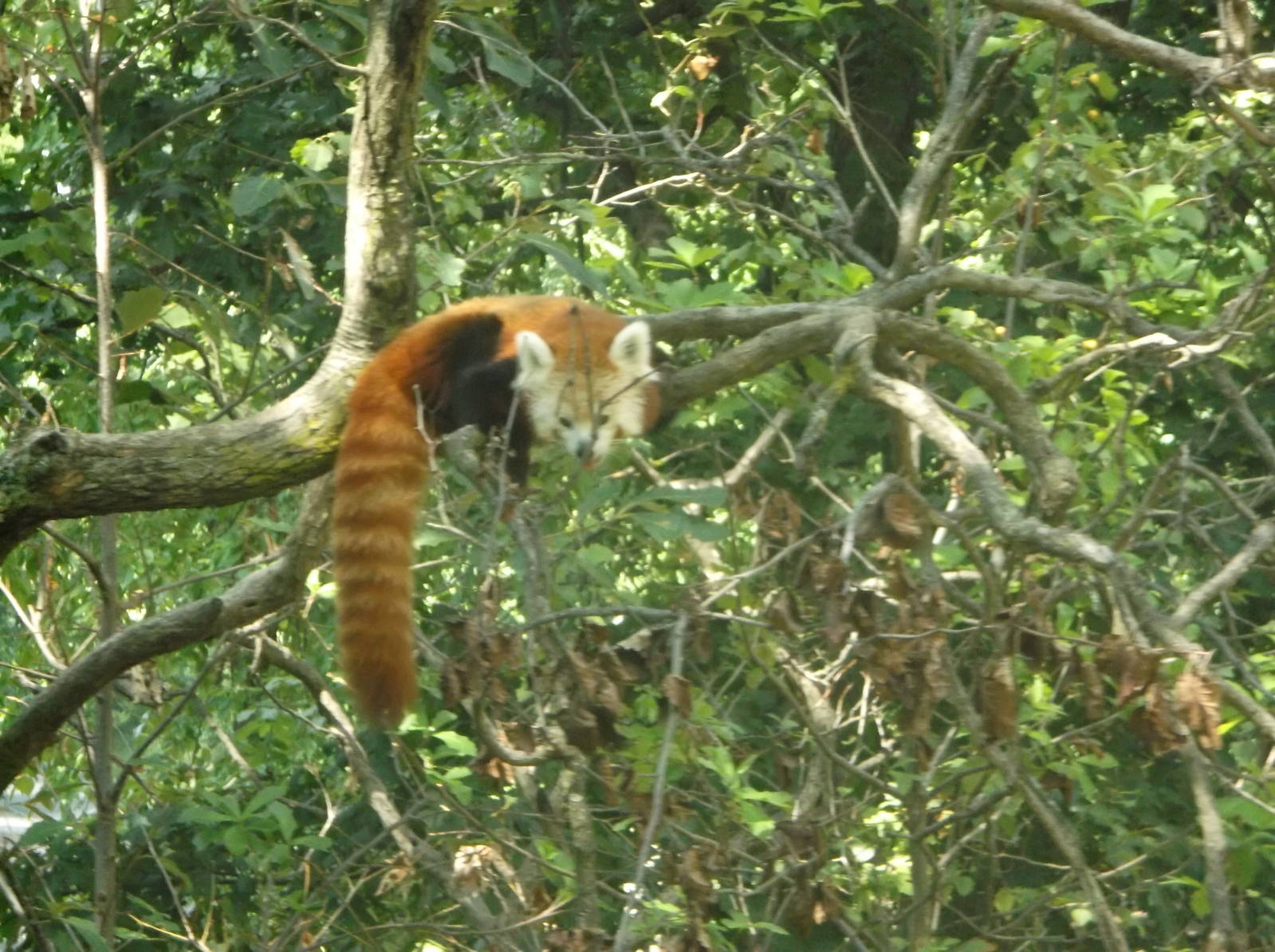 Red Panda