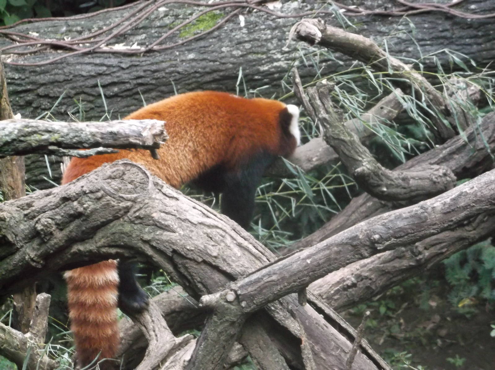 Red Panda