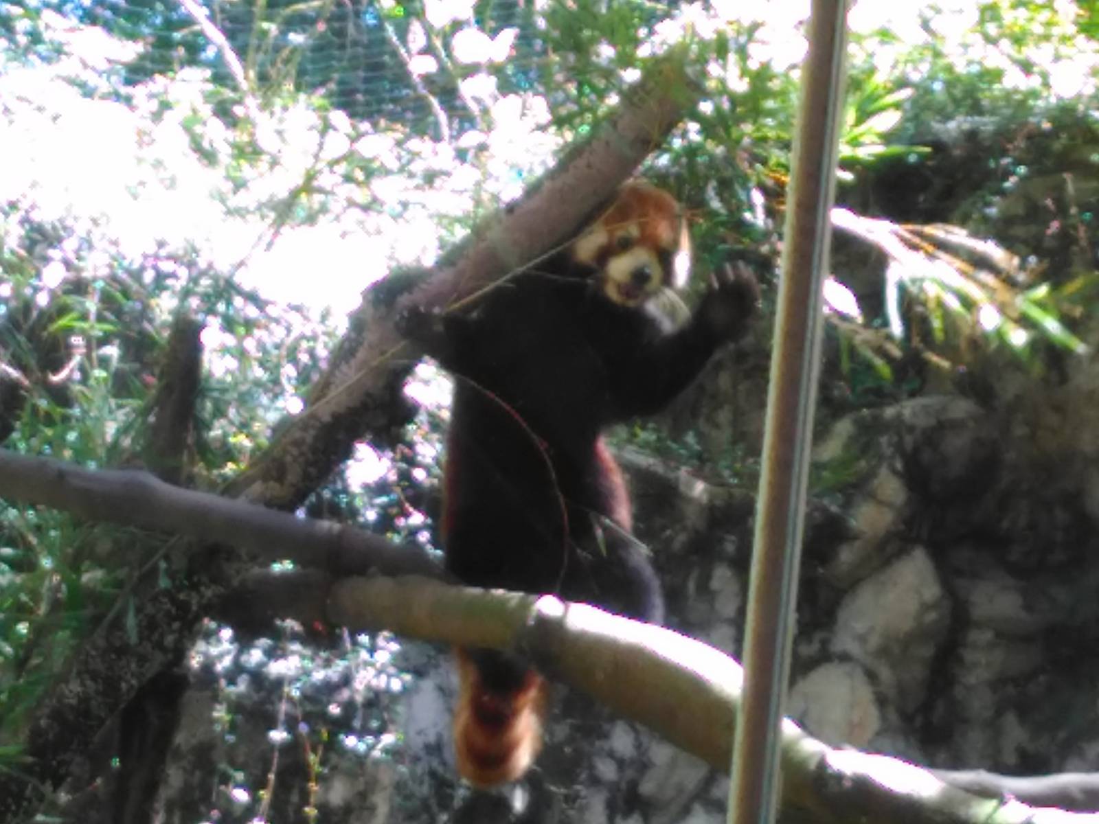 Red panda