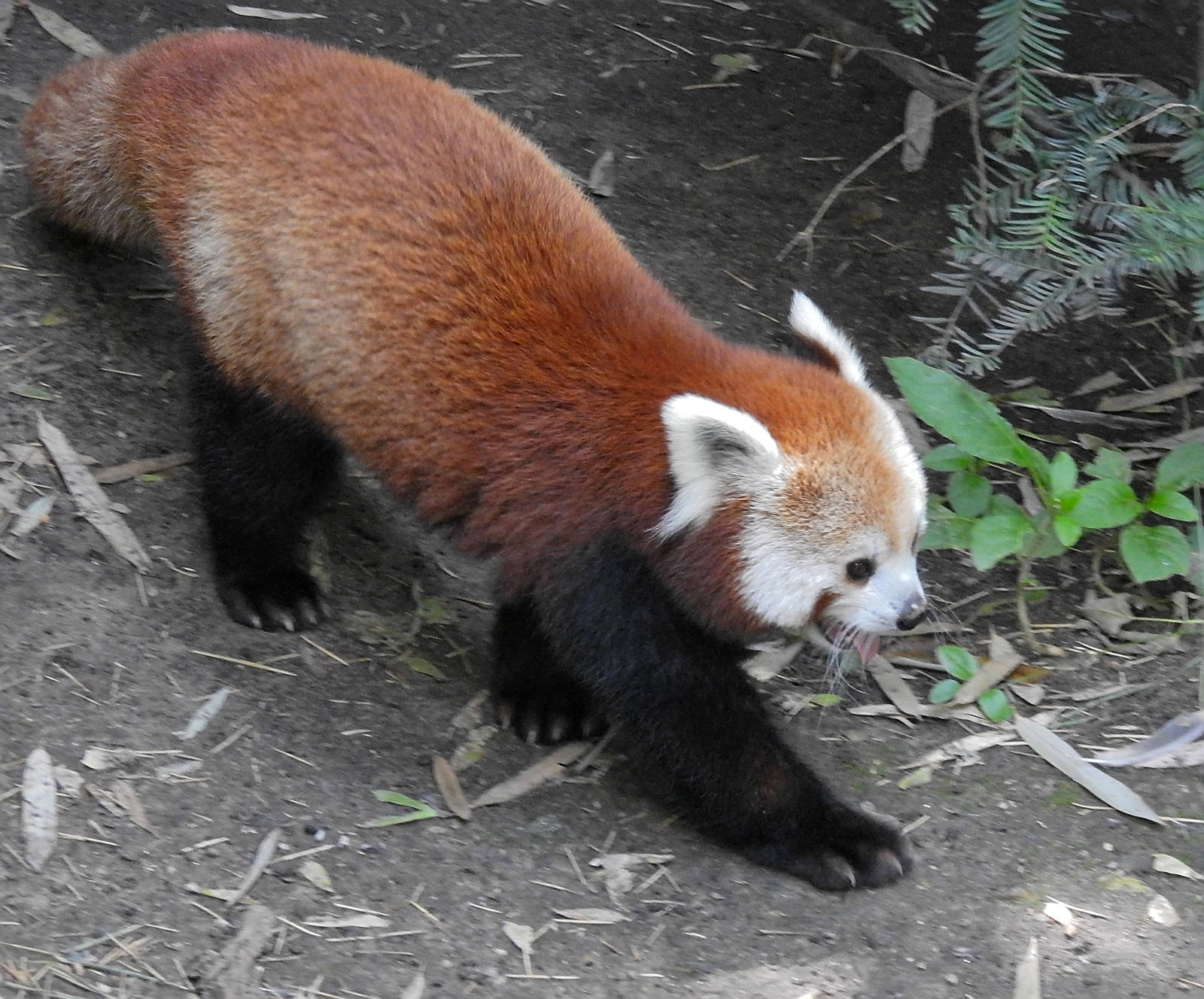 Red Panda