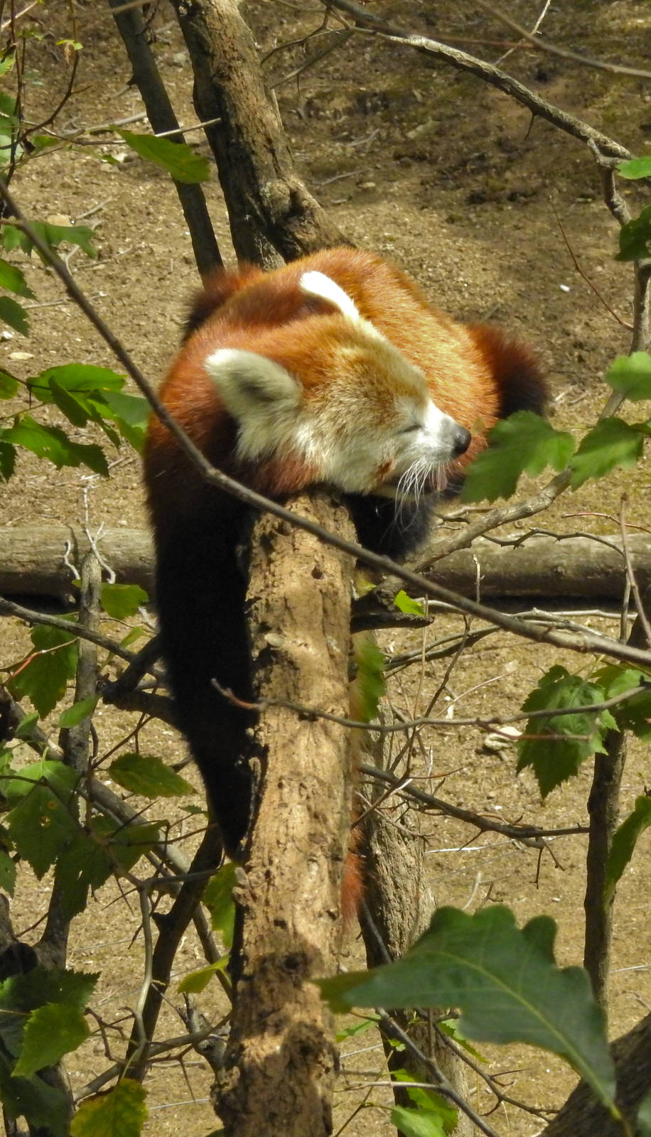 Red Panda