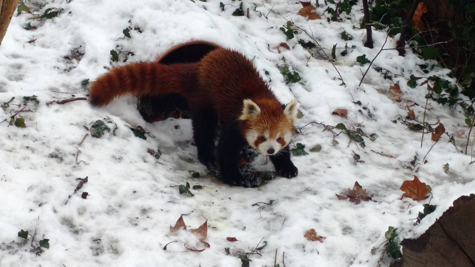 Red panda