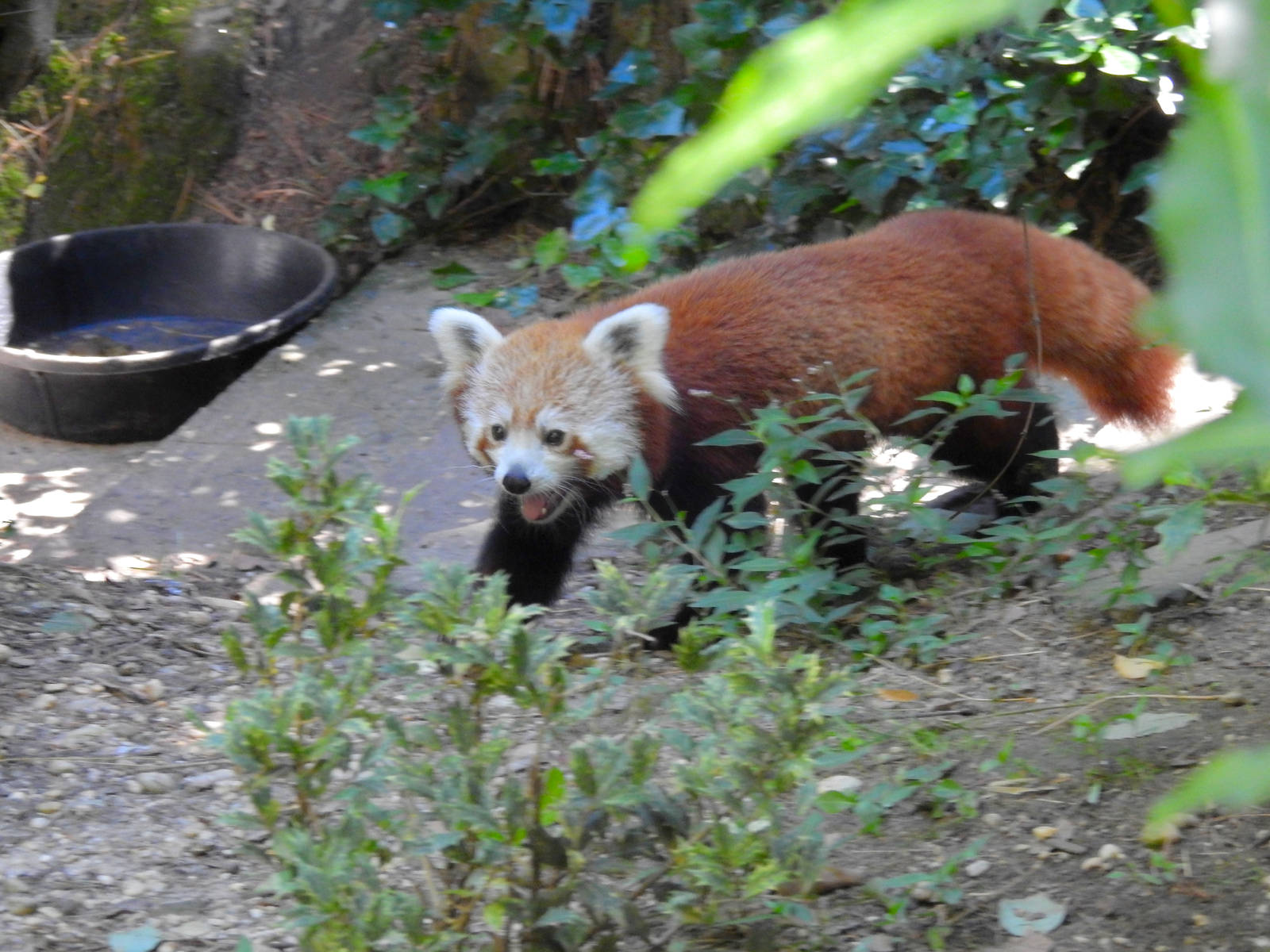 Red Panda