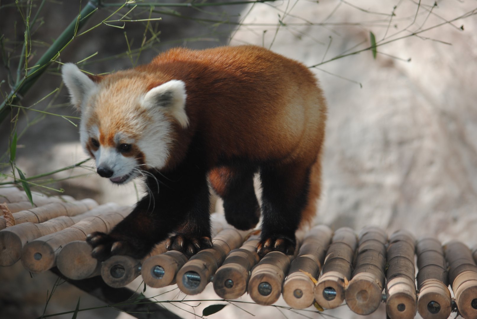 Red Panda