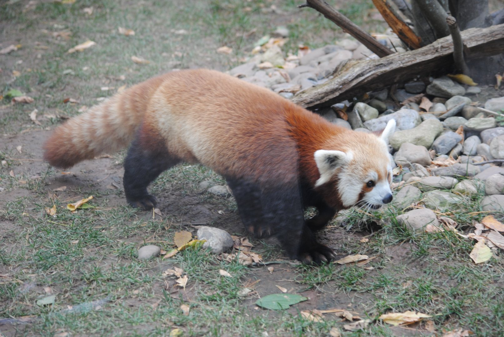 Red Panda