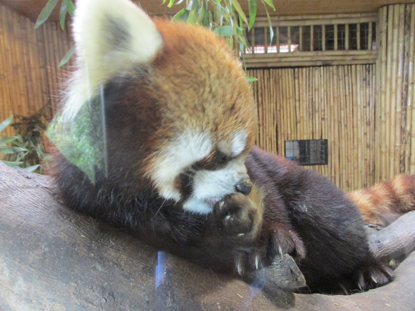 red panda