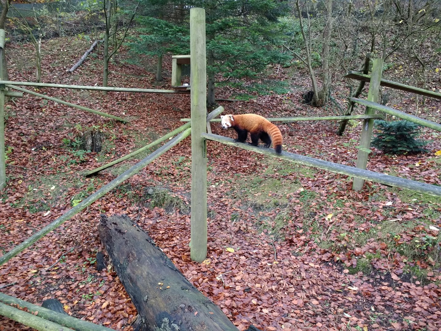 Red Panda