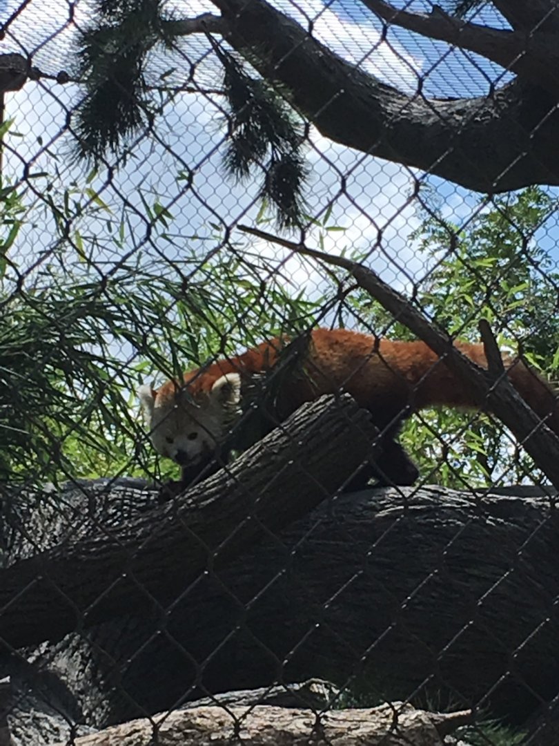 Red Panda
