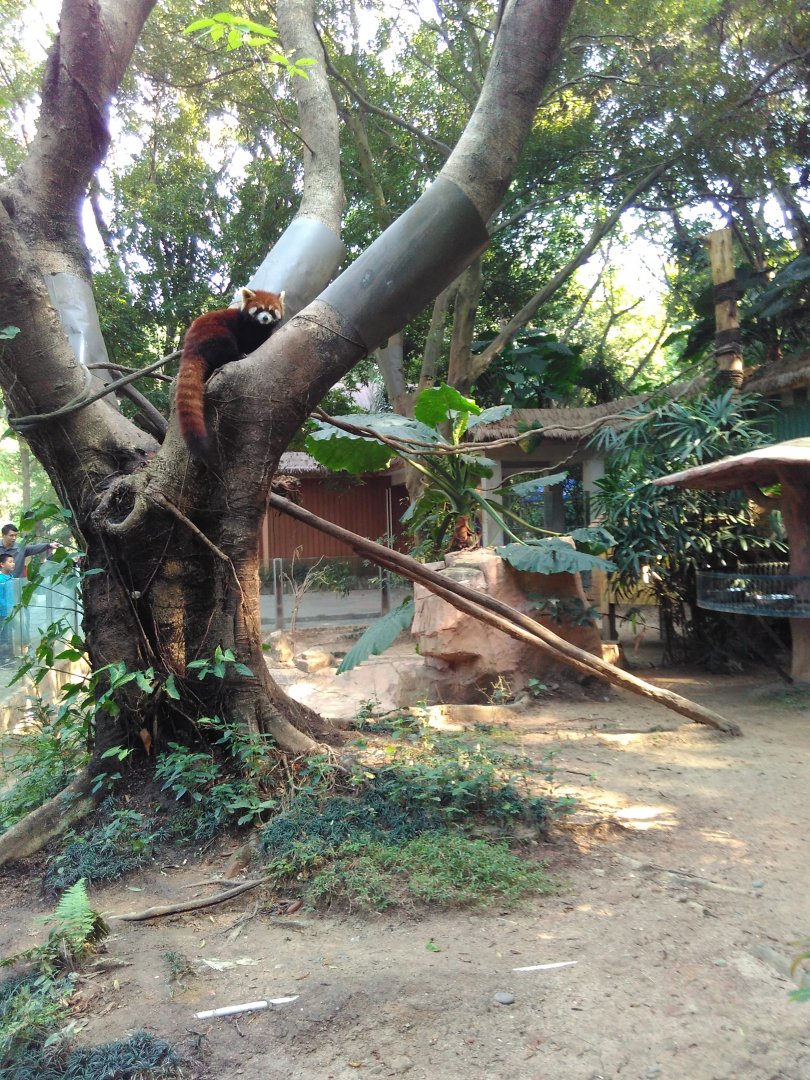 Red panda