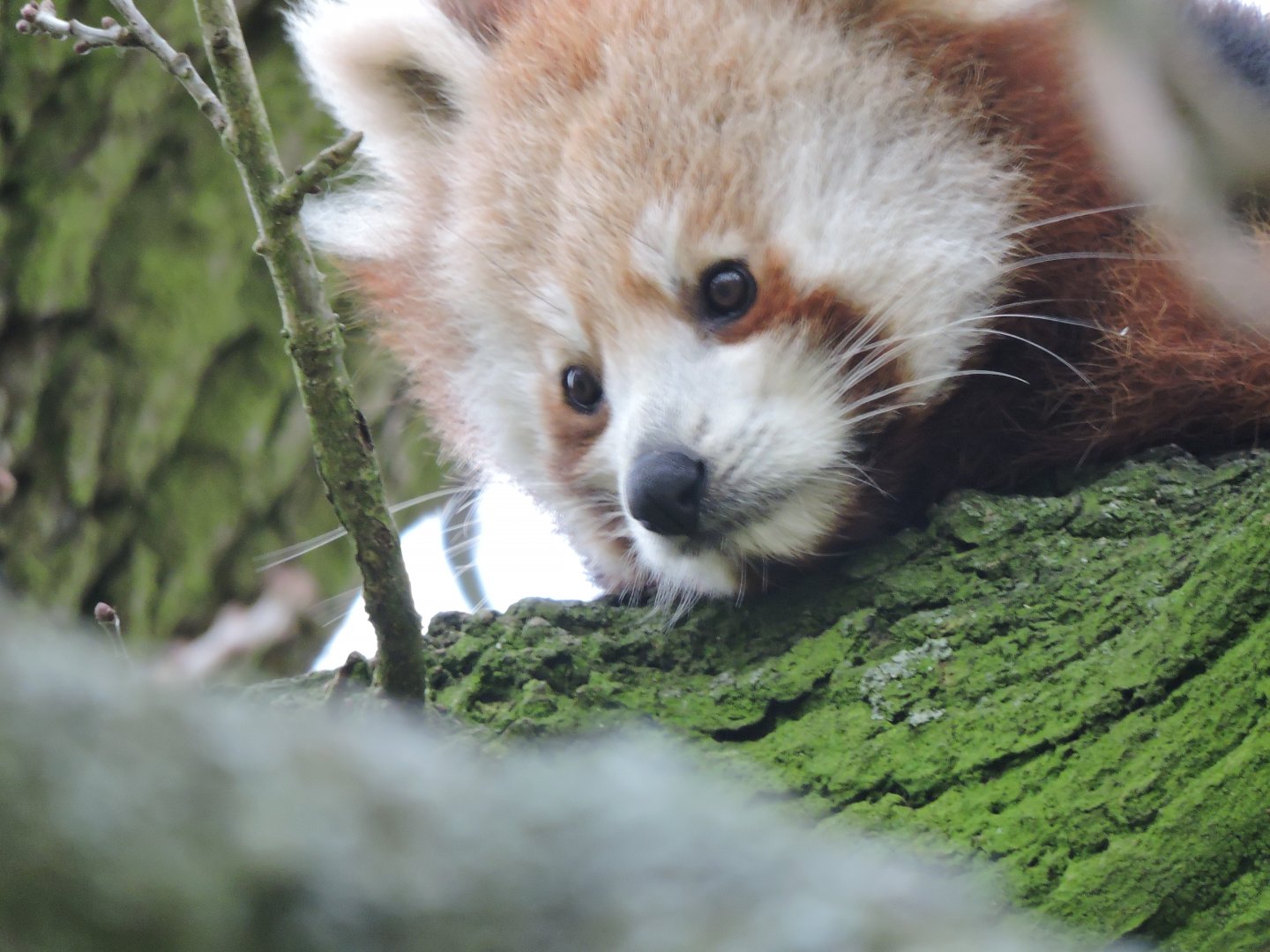 Red Panda