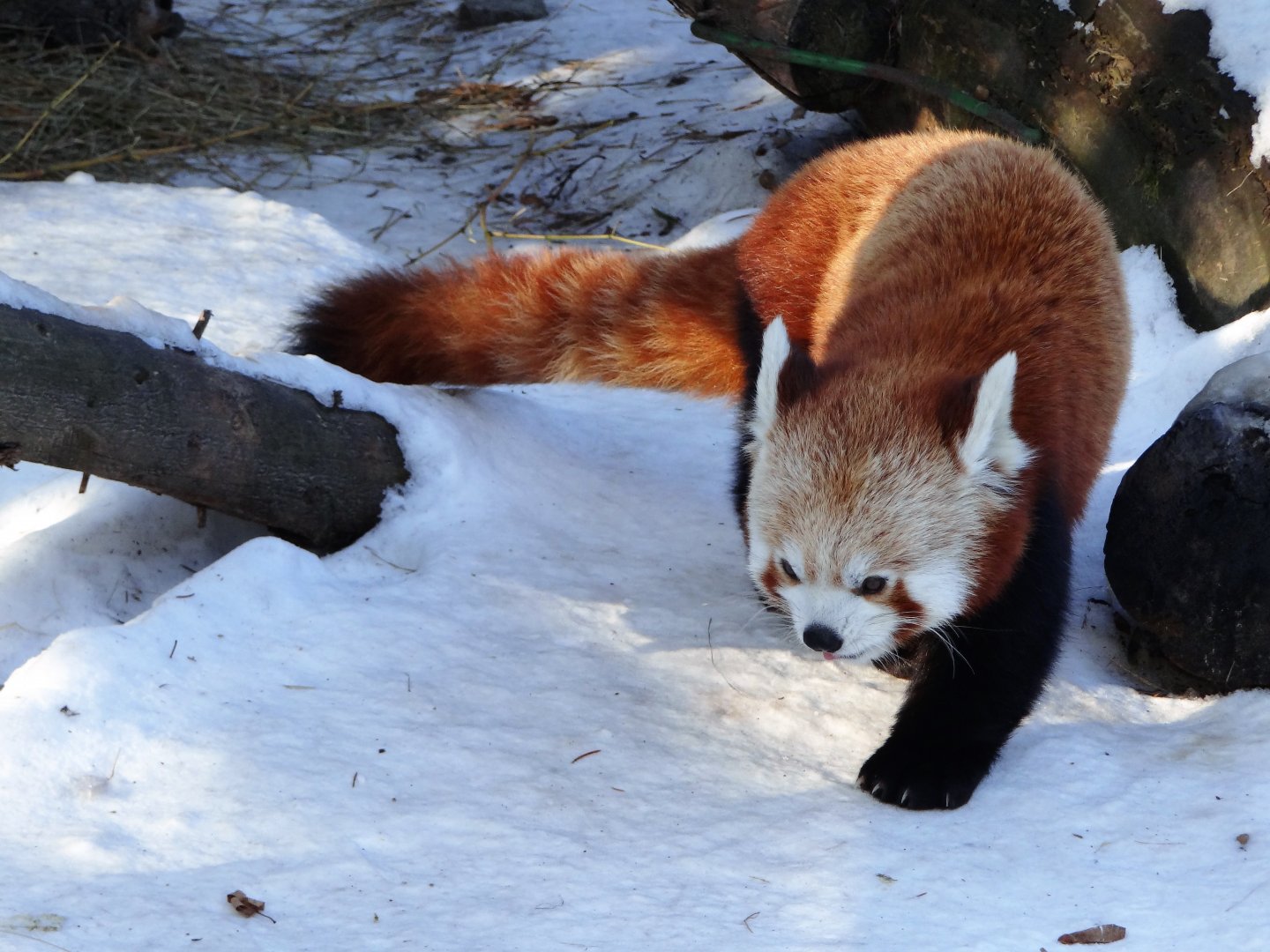 Red Panda