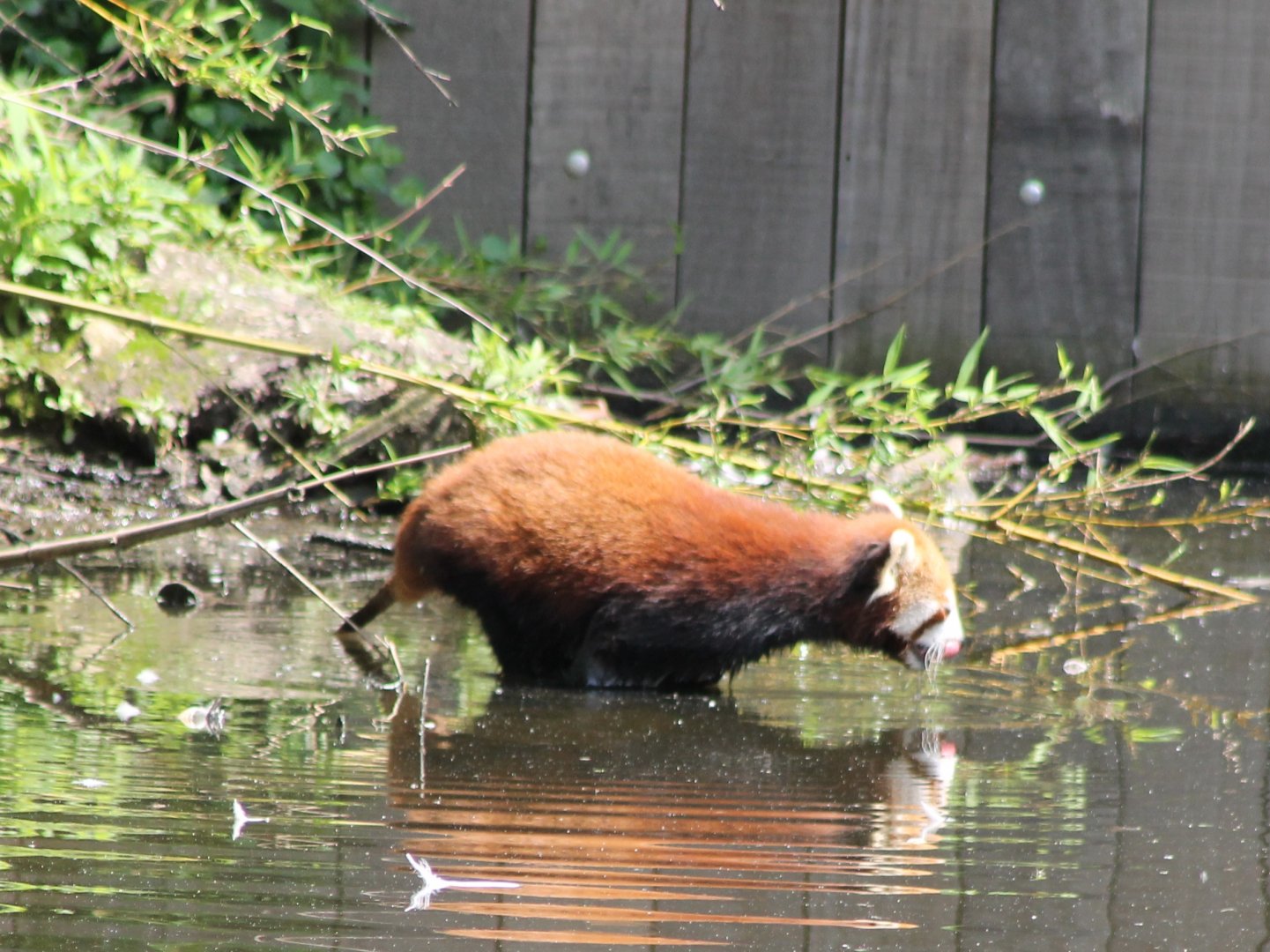 Red panda