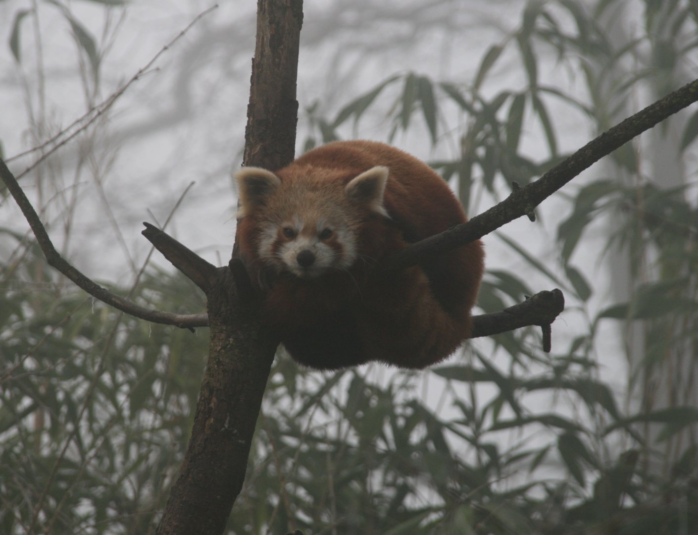 Red panda
