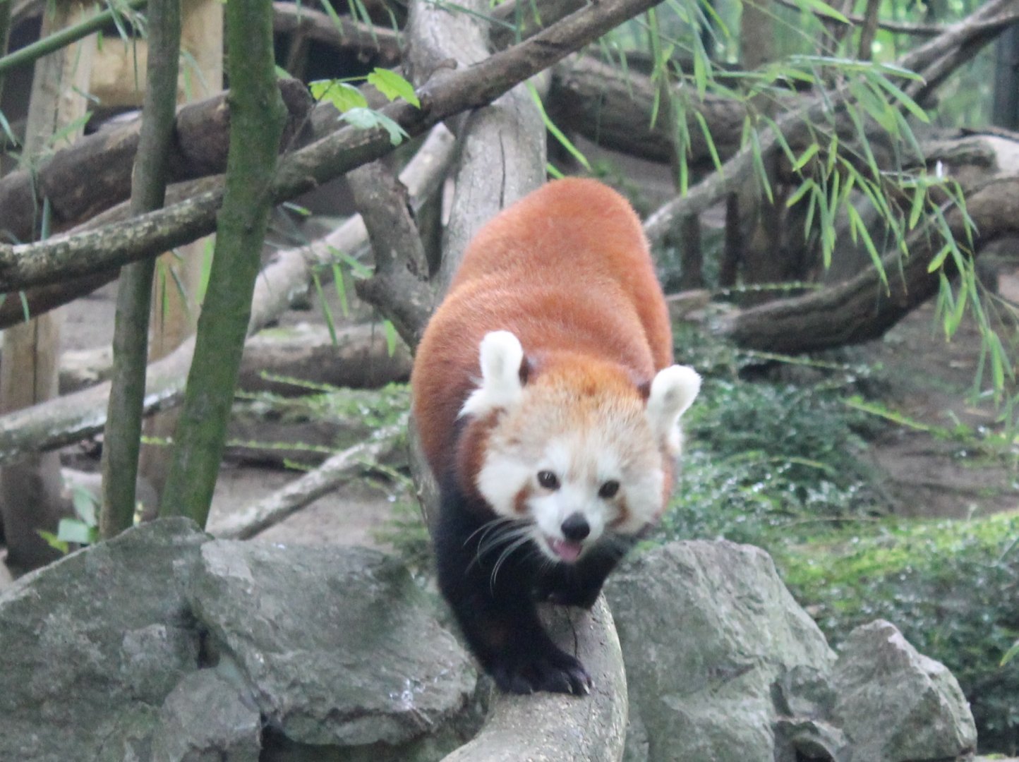 Red panda