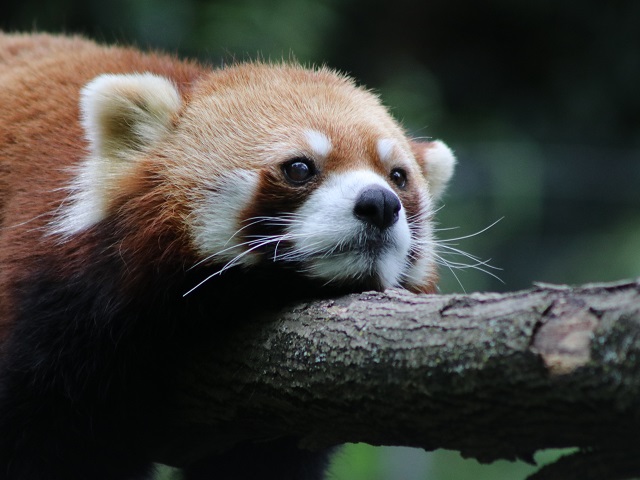 Red Panda