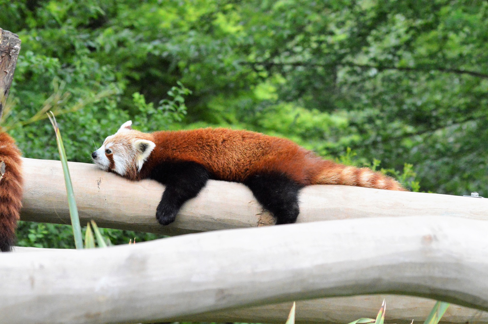 Red panda