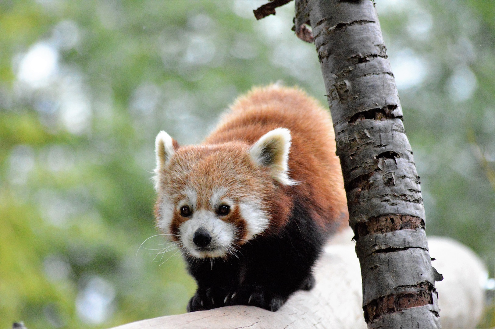 Red panda