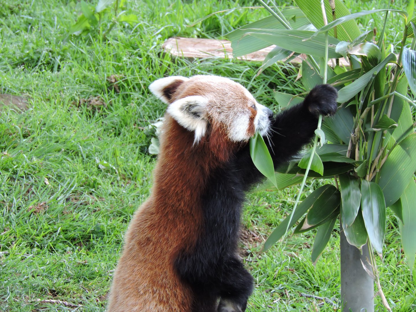 Red Panda