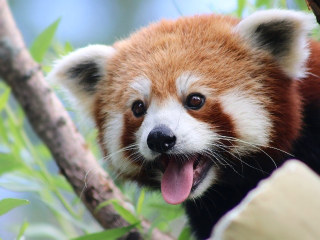 Red Panda