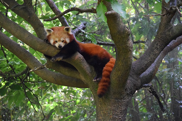 Red panda