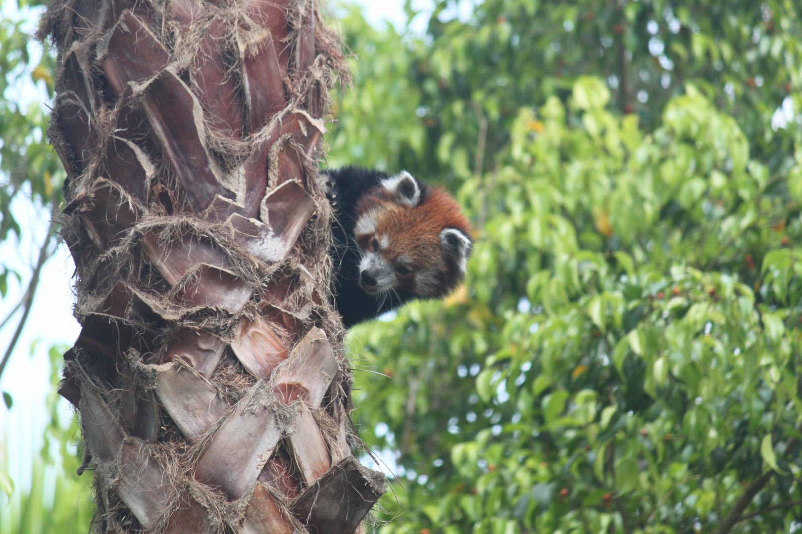 Red panda