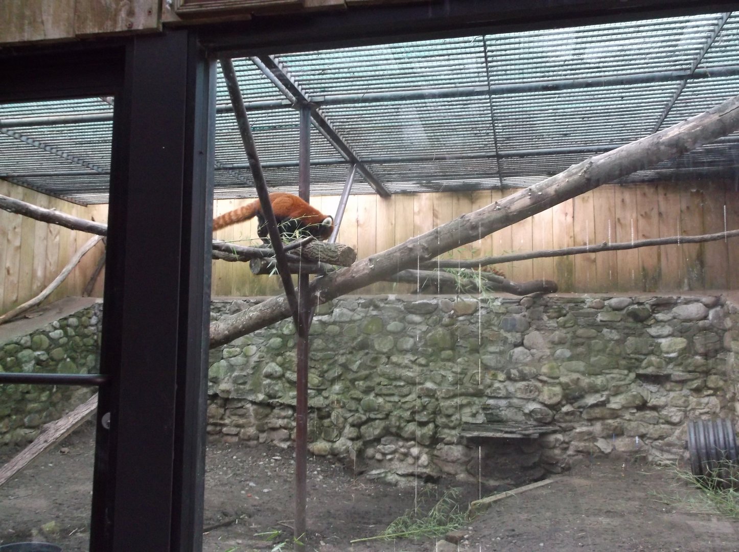 Red Panda