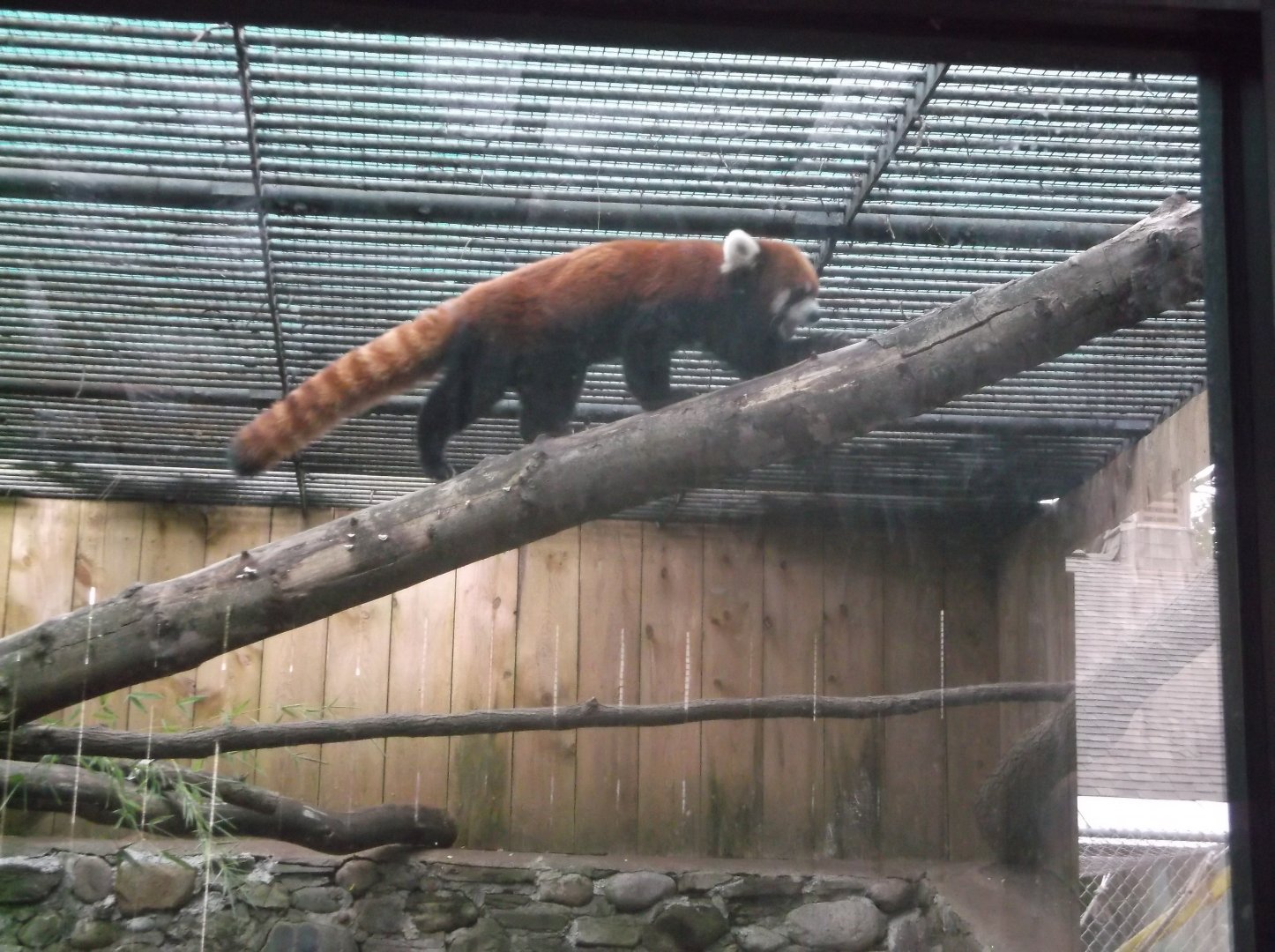 Red Panda