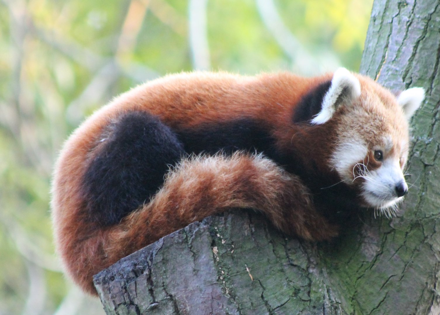Red panda