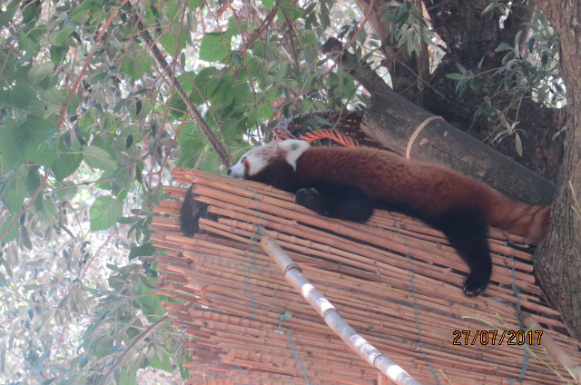 Red Panda