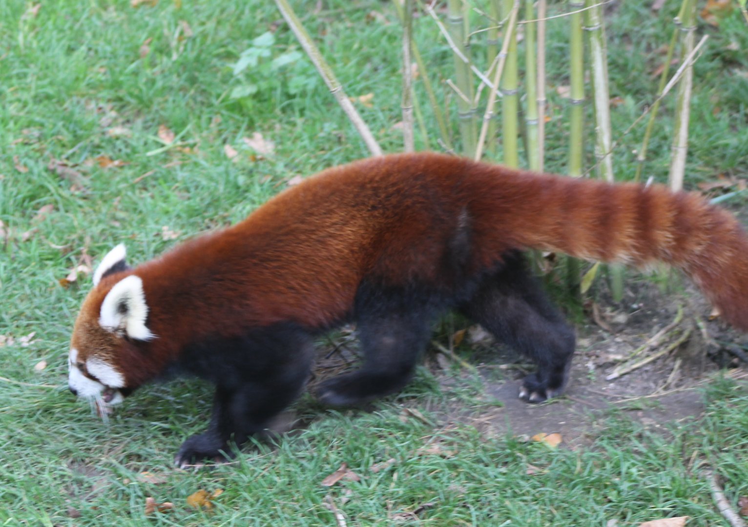 Red panda