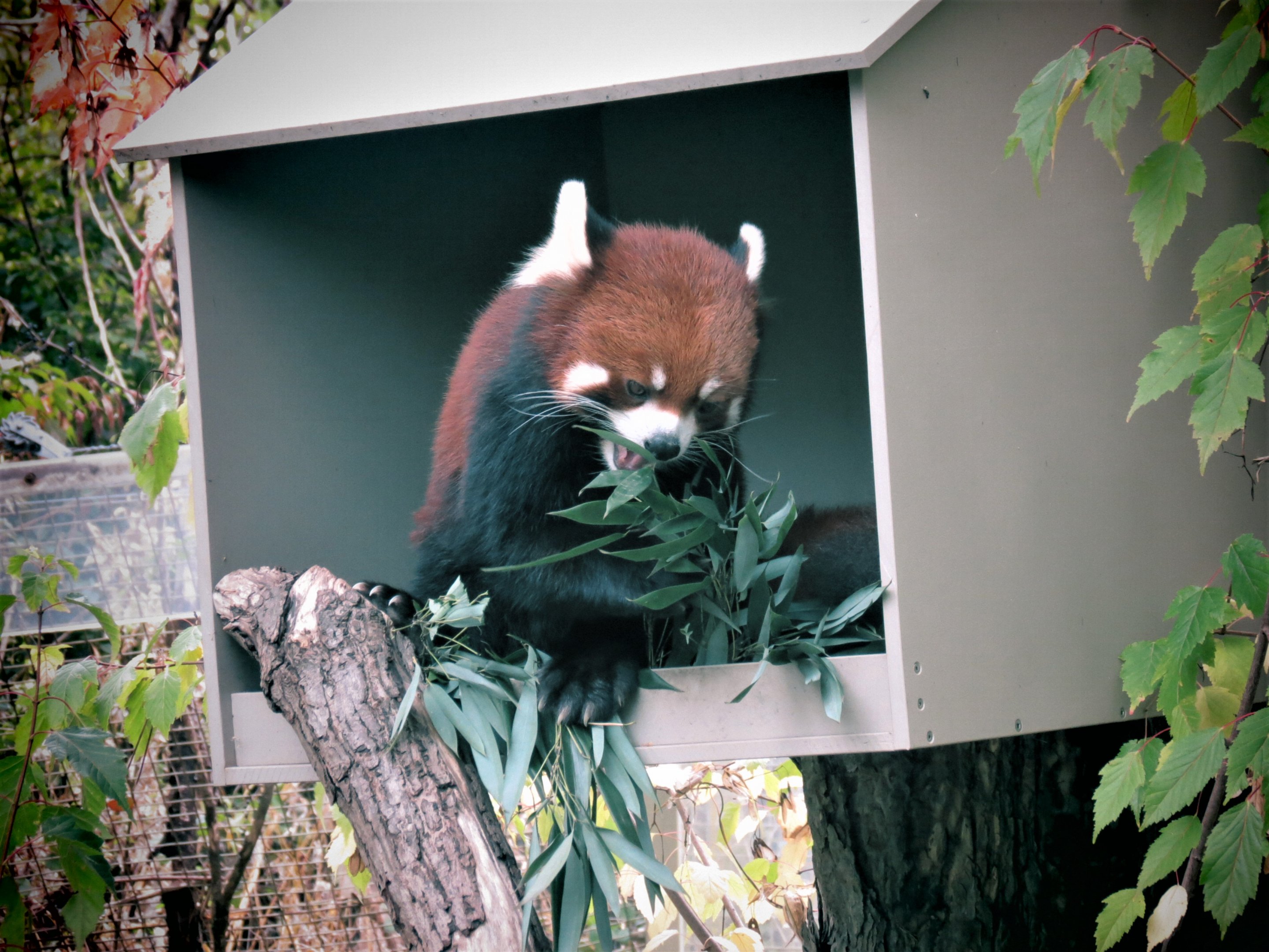 Red Panda
