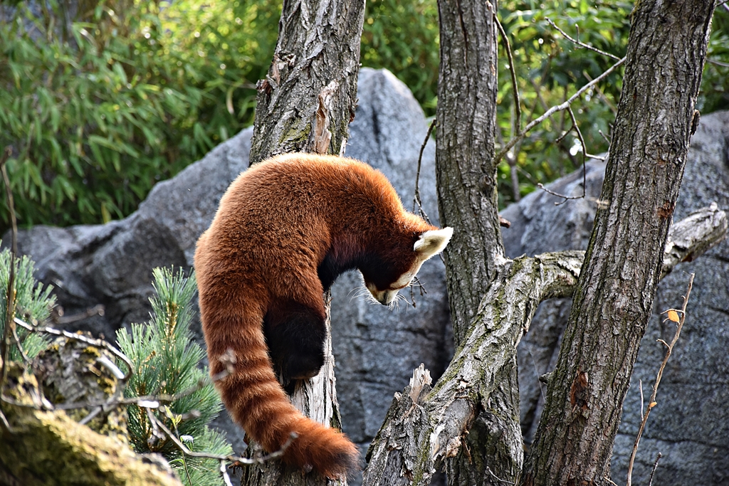 Red panda