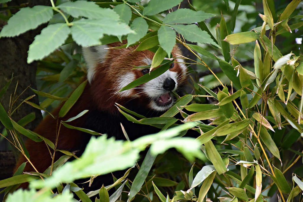 Red panda
