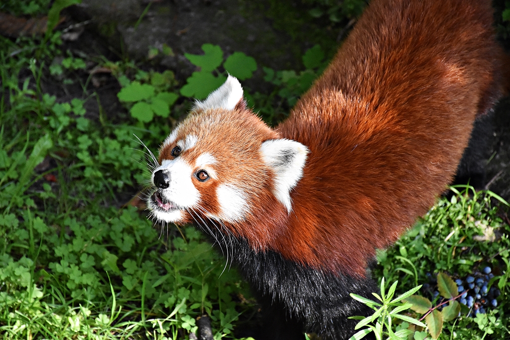 Red panda
